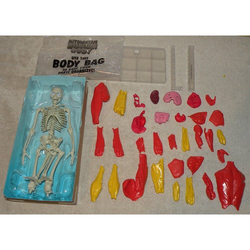 Interactive Human Body Be Amazing! Toys